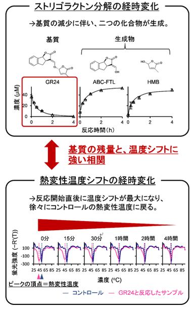 図3　D14によるストリゴラクトンの加水分解の継時的な解析（左）と、DSF法によるD14の熱変性温度変化の継時的な解析（右）の比較。