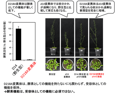 図4　加水分解能が劇的に低下した点変異導入AtD14（AtD14D218A）によるシロイヌナズナd14変異体の表現型の相補。