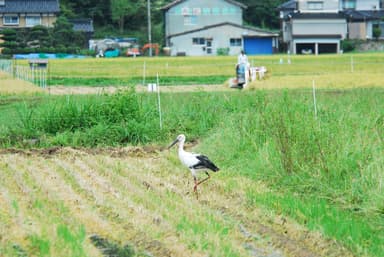 コウノトリとの共生