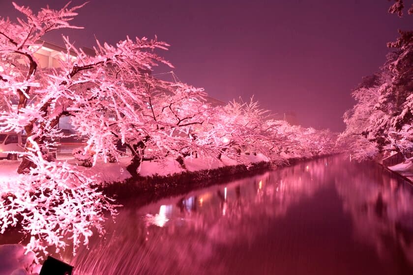 桜の名所「弘前公園」で冬に楽しむ満開の桜
「冬に咲くさくらライトアップ」が見頃！
～2月28日までライトアップ～