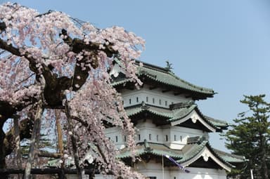 弘前公園の満開の桜