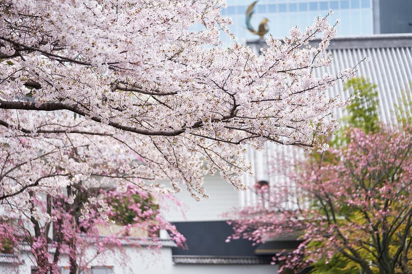 日本の国花「桜」を歴史と共に愛でる　
ホテル雅叙園東京の春は桜尽くし　
五感で春を感じるさくらアートからグルメまで　
ホテル雅叙園東京の“桜のおもてなし”3月より開催