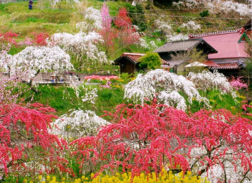 「桃源郷」さながらの絶景！
知る人ぞ知る、春のお花見スポット5選(愛知県豊田市)