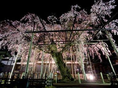 瑞龍寺のしだれ桜まつり(2)