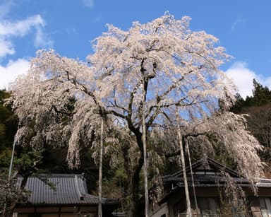 大安寺のしだれ桜まつり