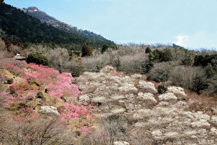 筑波山の早春風物詩！
「第46回 筑波山梅まつり」2月16日～3月21日開催
～標高250mからの1,000本の梅と関東平野の大パノラマ絶景～