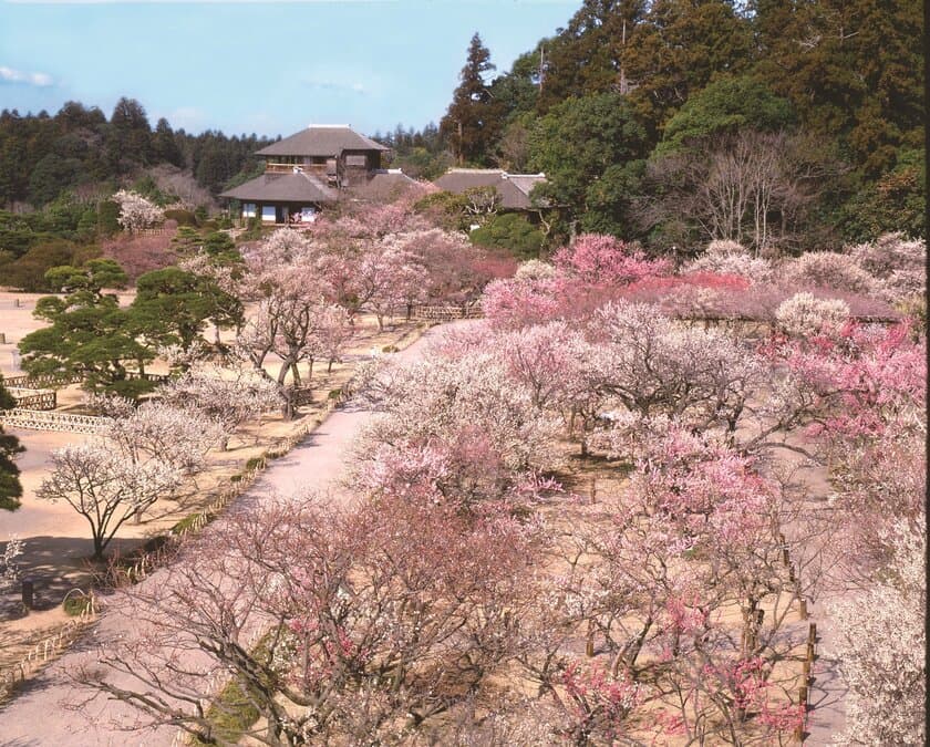 120年以上続く「水戸の梅まつり」が2月16日から開催　
梅の香りが春の訪れを告げる！