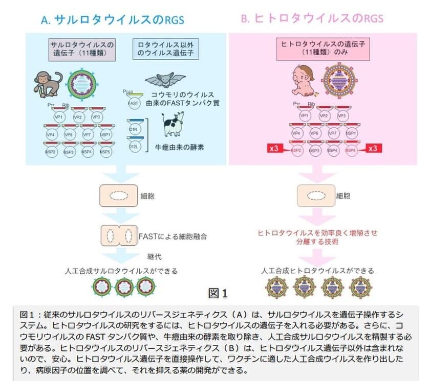 ヒトロタウイルスの人工合成に成功