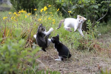 映画「旅する飛び猫」より