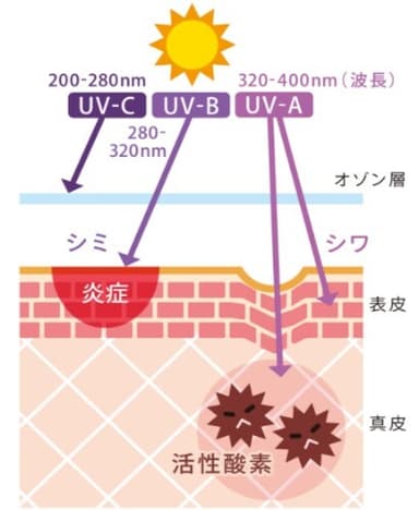 紫外線の肌への影響