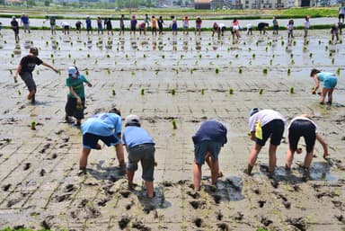 田植え体験(イメージ)