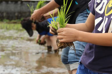 田植え体験(イメージ)