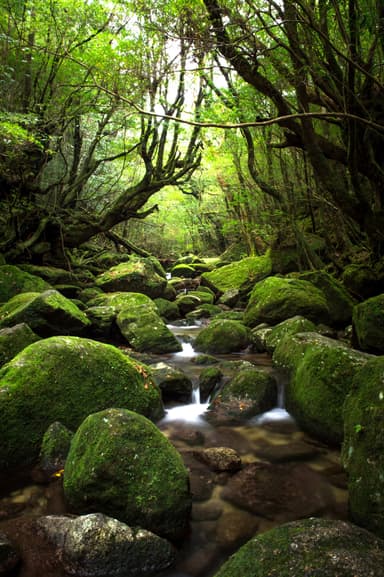 世界自然遺産　屋久島