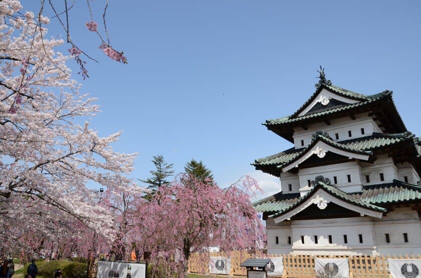 あの“さくらの名所”青森県・弘前公園のさくらオーナーになれる！
　ふるさと納税でさくらオーナーを募集　1口1万円～