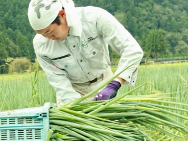 美山の自然の中で育つ九条ねぎの収穫