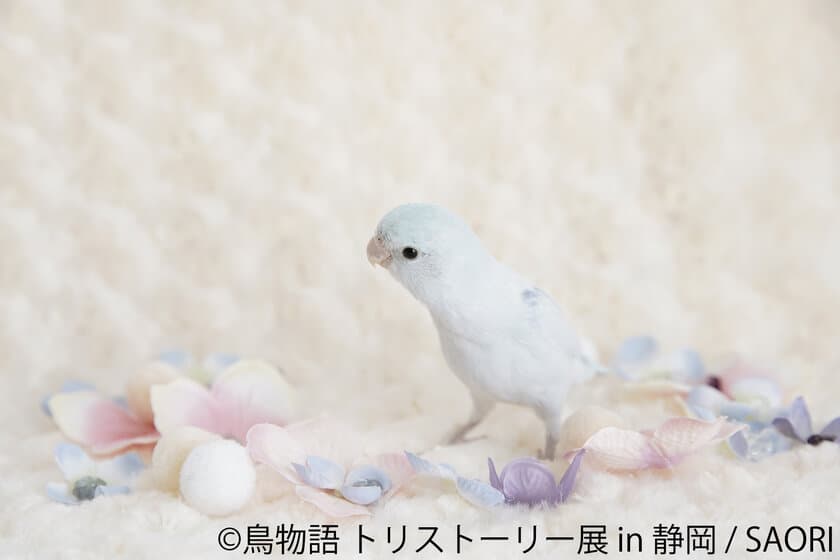 『鳥物語(トリストーリー)展』、初の巡回展を静岡で開催！
“一瞬の美しさ”を切り取ったインコやスズメ…幻の鳥まで