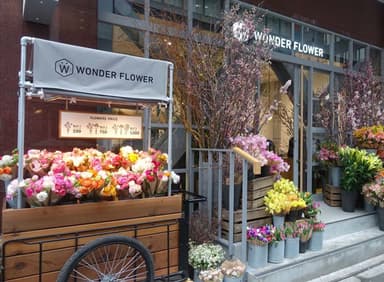 WONDER FLOWER コラボレーション展開イメージ