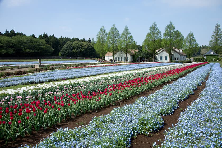 15万本のネモフィラと3万本のチューリップが春の共演！
- こもれび森のイバライドで春の花畑が4月初旬より見頃 -