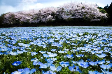 ネモフィラと桜