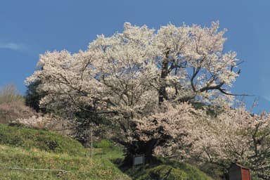 佛隆寺のサクラ