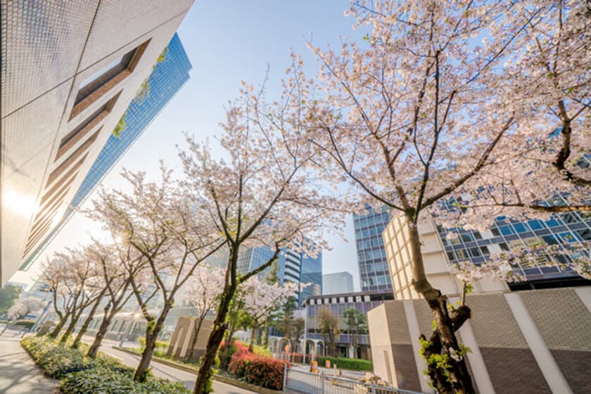 大阪の桜が開花間近！
大阪ダイヤモンド地区 さくらフォトコンテスト2019
～『都会の真ん中に咲く桜』ならではの美しい景色を撮りに行こう～
3月20日(水)～4月15日(月)開催