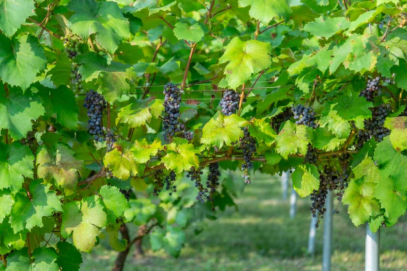 山口県周防大島町のワイン農家 Domaine Pinot Livre　
2019ヴィンテージとなる「ヤマ ソービニオン」の
収穫／醸造を開始！12月より一部を初穂(新酒)として販売予定