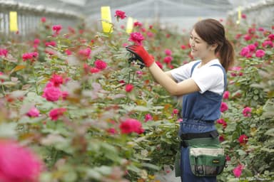 ROSE LABO_代表取締役 田中 綾華