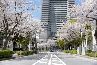 さくら通り 過去の様子2