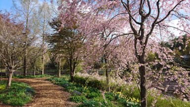 ウッドランド桜