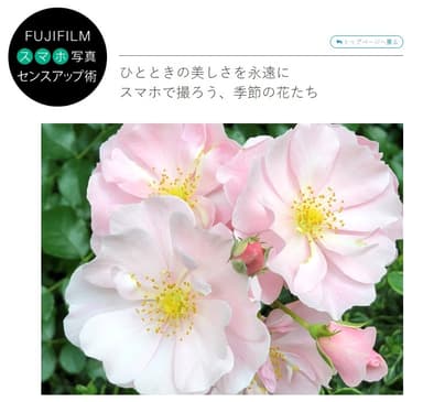 スマホ写真センスアップ術『ひとときの美しさを永遠に。スマホで撮ろう、季節の花たち！