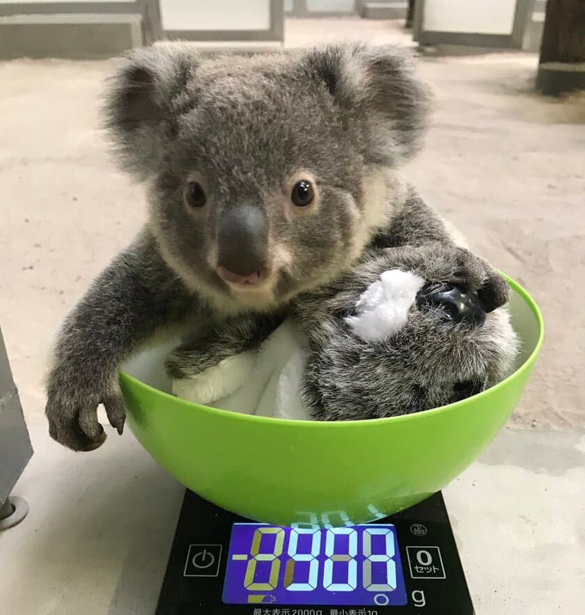 コアラ飼育頭数日本一！
平川動物公園にコアラのベビーブーム到来！？
～赤ちゃんコアラ3頭の名前を募集中～