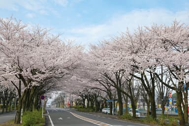 市役所通りの桜(2018年4月撮影)