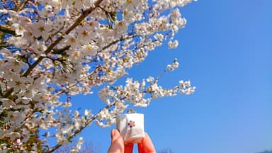 山田屋まんじゅうと桜