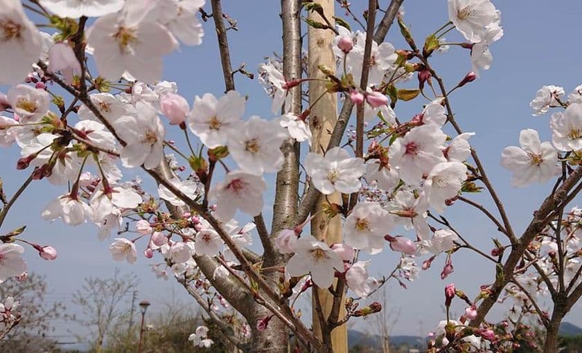 アディーレの桜満開宣言！
「朝倉市サクラいっぱい事業」の桜が見ごろを迎えました