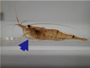 図1．キタノスジエビ 第二胸脚のハサミ部(矢印)の長さが特徴