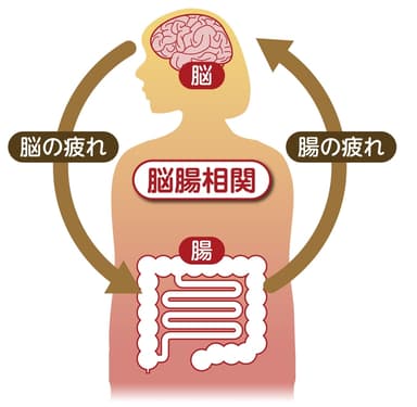 脳腸疲労