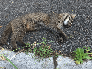 交通事故の被害に遭ったイリオモテヤマネコ