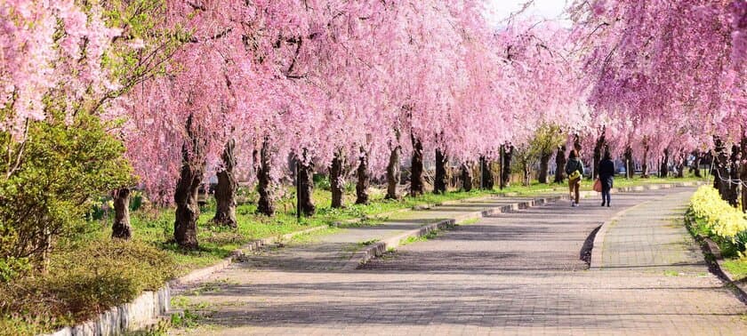 軒先パーキング、しだれ桜の名所にて駐車場シェア開始