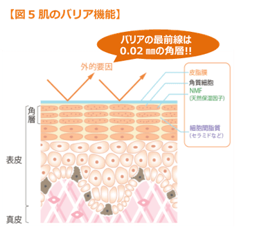 【図5 肌のバリア機能】