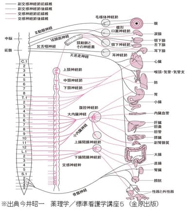 頚を通る副交感神経の全身への分布