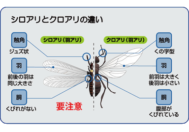 シロアリとクロアリの違い