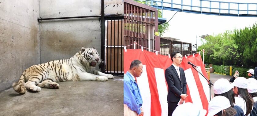 アイケンジャパン、池田動物園(岡山県)の
ホワイトタイガー舎サポーターに就任、獣舎命名権を獲得