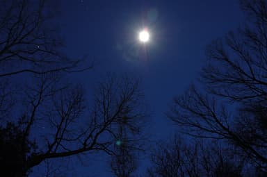 【星のや軽井沢】森に浮かぶ夜空