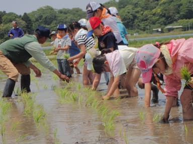 協力して田植えをしました！