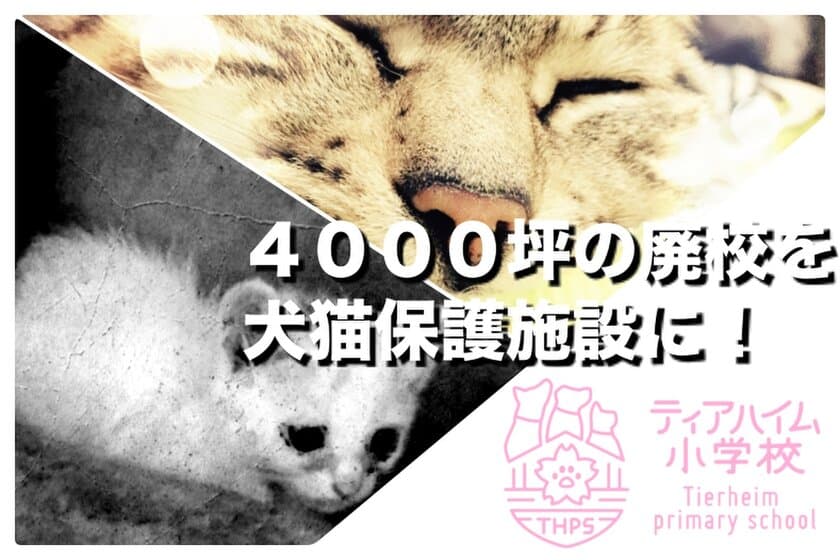 日本初！廃校(敷地面積4,000坪)をリノベーションした
「犬猫保護シェルター」プロジェクト開始