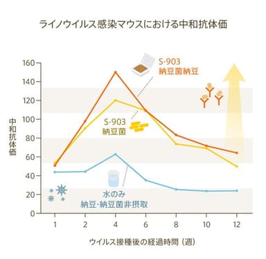 グラフ：ライノウイルス感染マウスにおける中和抗体価