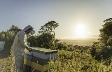 Manuka Health採蜜風景