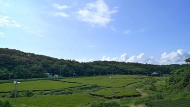 産地の茶畑