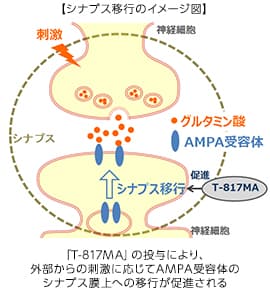 シナプス移行のイメージ図