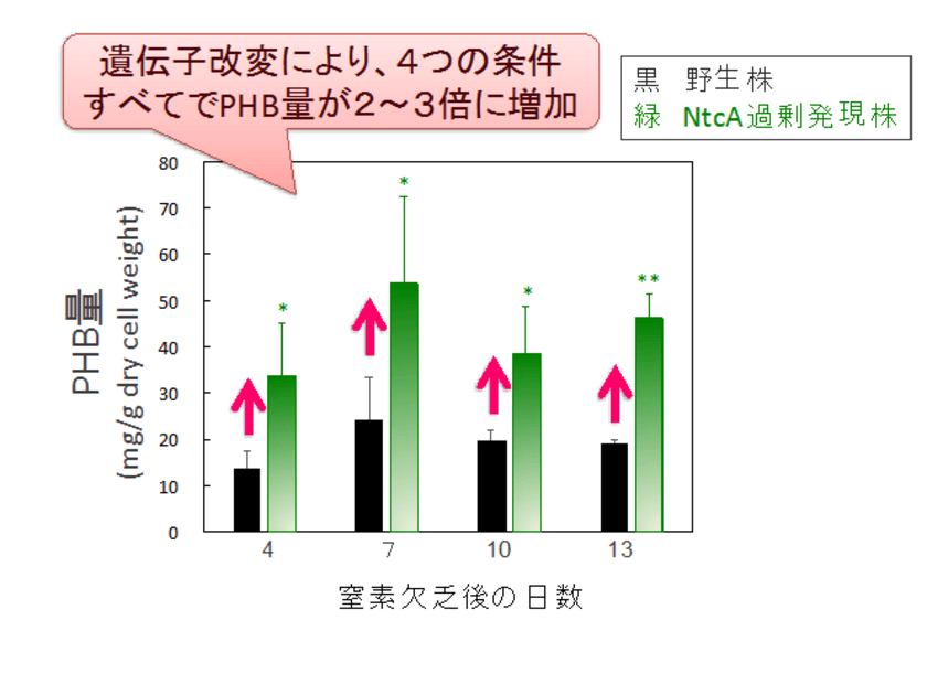 〜モデルラン藻のバイオプラスチック量を増やす遺伝子を発見〜
明治大学農学部環境バイオテクノロジー研究室が
転写因子を利用してラン藻の炭素の流れを改変しました